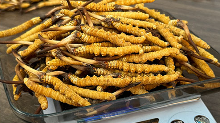 新鮮冬蟲(chóng)夏草一次吃幾根？科學(xué)用量指南來(lái)了?