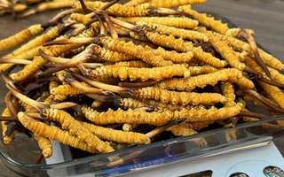 新鮮冬蟲夏草一次吃幾根？科學(xué)用量指南來(lái)了?