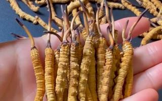 真假冬蟲(chóng)夏草怎么辨別？5 個(gè)實(shí)用方法 + 避坑指南