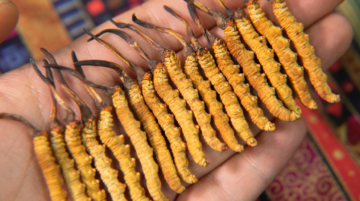 一根蟲(chóng)草價(jià)差百倍 