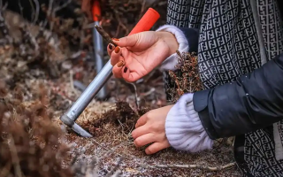 山上認冬蟲夏草：從環(huán)境到細節(jié)，4 步避開 “偽蟲草”