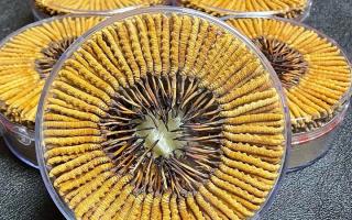 冬蟲夏草一斤價格多少？2025 年行情揭秘，差價竟達數十倍