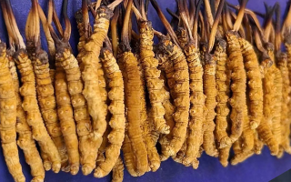 冬蟲(chóng)夏草怎樣保存才有效