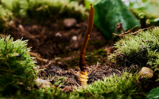 草原上的神奇蛻變：我眼中冬蟲夏草的形成