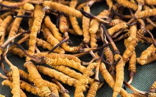 2025 冬蟲(chóng)夏草市場(chǎng)行情：野生稀缺與人工崛起的新格局