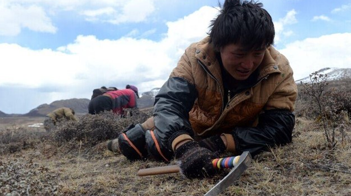 那曲<a href=http://www.gdyuntian.com/sdph/wacr/ target=_blank class=infotextkey>挖草人</a>阿旺的蟲草采摘時間表 