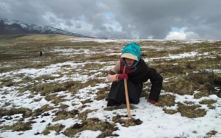 冬蟲夏草專家解讀：哪里的冬蟲夏草品質(zhì)最優(yōu)？