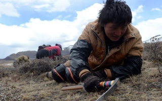 那曲挖草人阿旺的蟲草采摘時(shí)間表：跟著草原節(jié)氣走，不錯(cuò)過每根好蟲草