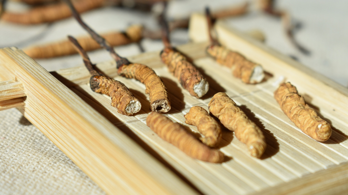 斷的<a href=http://www.gdyuntian.com/ target=_blank class=infotextkey>冬蟲夏草</a>一克啥價(jià) 