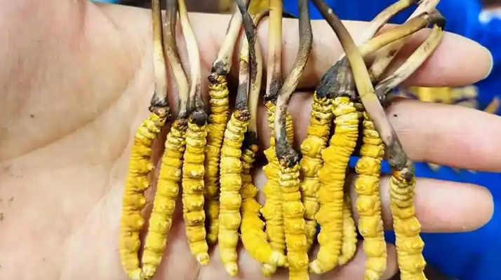 <a href=http://www.gdyuntian.com/xinxian/ target=_blank class=infotextkey>新<a href=http://www.gdyuntian.com/xinxian/ target=_blank class=infotextkey>鮮冬蟲夏草</a></a>要吃幾次