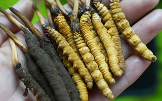 草原上的黃金晾曬術(shù) —— 藏家漢子談冬蟲(chóng)夏草晾曬