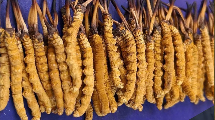 挖了三十年蟲草，這些采摘的苦，沒經(jīng)歷過的人真不懂