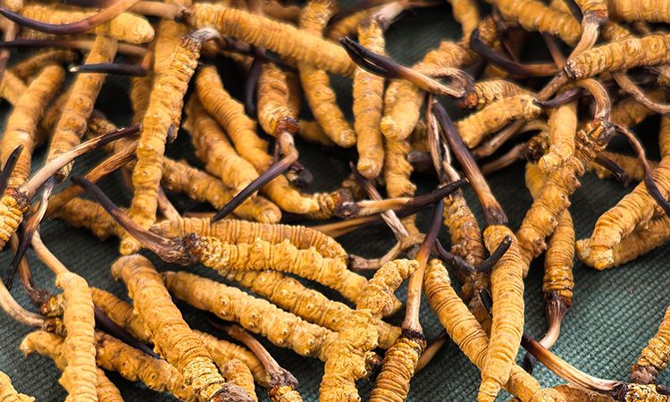 燉了二十年蟲草湯，這口感我太熟了，跟你細(xì)細(xì)說