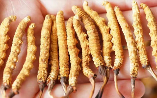 冬蟲(chóng)夏草最佳購(gòu)買(mǎi)時(shí)間：選對(duì)時(shí)機(jī)，兼顧品質(zhì)與性?xún)r(jià)比