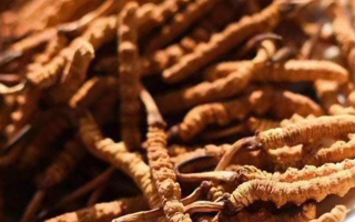 冬蟲夏草采后保存指南：鎖住營養(yǎng)，延長鮮度?