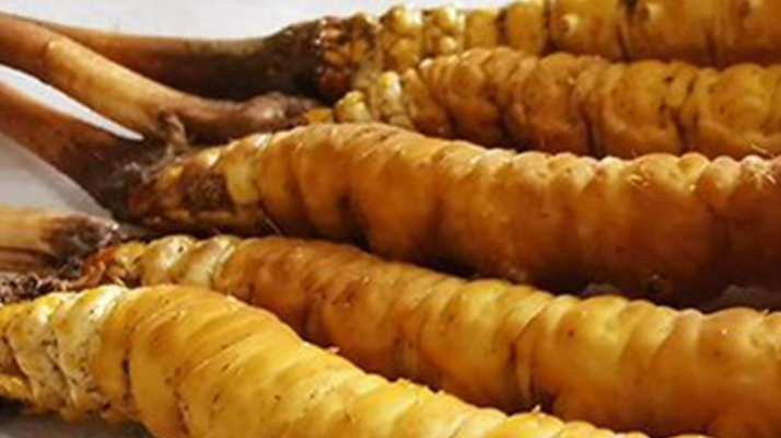 鮮冬蟲(chóng)夏草可以用水洗嗎？