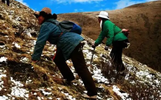  人工培育的冬蟲夏草和野生冬蟲夏草有什么區(qū)別？
