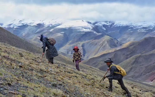 冬蟲夏草的采挖與收購(gòu)需要資質(zhì) 實(shí)行嚴(yán)格許可與備案制