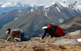 西藏那曲冬蟲夏草采挖期品質分級標準