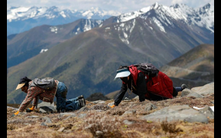 冬蟲夏草采挖安全與生態(tài)保護口袋卡