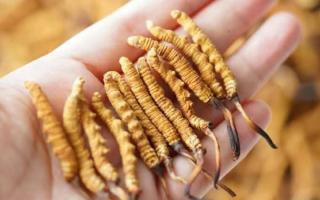 東強(qiáng)堂科普：3克冬蟲夏草是幾根？那曲源頭品牌教你精準(zhǔn)換算