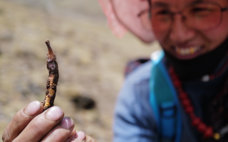 冬蟲夏草的產(chǎn)地溯源方法有哪些？
