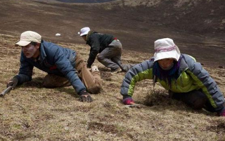 采挖冬蟲夏草危險嗎？安全嗎？