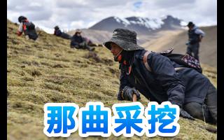 東強(qiáng)堂·那曲/玉樹(shù)蟲(chóng)草：雪域秘境孕育的滋補(bǔ)瑰寶