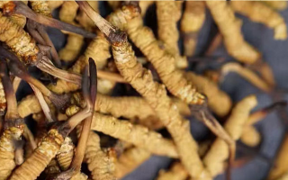 告別定價(jià)混亂！東強(qiáng)堂那曲冬蟲(chóng)夏草統(tǒng)一價(jià)格表，讓滋補(bǔ)消費(fèi)明明白白