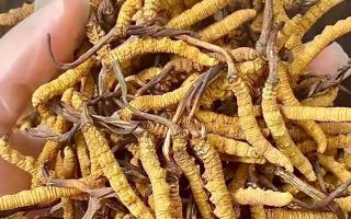 權(quán)威指南：熬一鍋湯放幾根冬蟲(chóng)夏草？藏域珍饈的科學(xué)用量標(biāo)準(zhǔn)