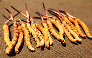 權(quán)威解讀：冬蟲夏草燉雞湯，藏域滋養(yǎng)與家常美味的雙向奔赴