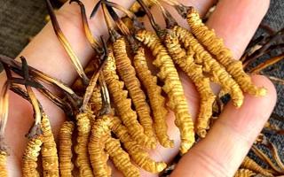 權(quán)威解答：冬蟲(chóng)夏草可以放水燉嗎？藏域珍饈的科學(xué)燉煮指南