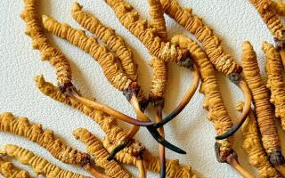 冬蟲(chóng)夏草保存的最佳溫度，西藏那曲蟲(chóng)草網(wǎng)教你鎖住雪域珍草營(yíng)養(yǎng)