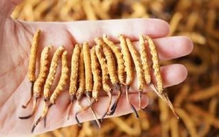 帶泥的冬蟲(chóng)夏草怎么保存？西藏那曲蟲(chóng)草網(wǎng)教你鎖住雪域本味