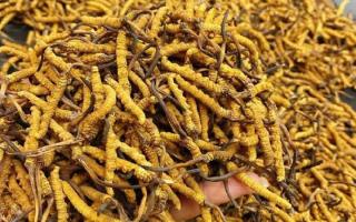 西藏那曲蟲(chóng)草網(wǎng)｜一克冬蟲(chóng)夏草煲多少水合適？行業(yè)權(quán)威指南來(lái)了