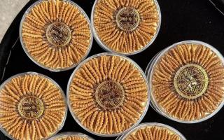 100塊錢一盒冬蟲夏草能買嗎？行業(yè)權威拆解+避坑指南