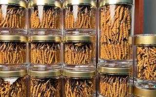 花膠和冬蟲(chóng)夏草一起煲嗎？行業(yè)權(quán)威解讀+實(shí)操指南