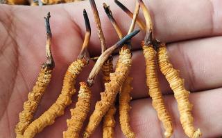 哪里買冬蟲夏草好？3大靠譜渠道+避坑攻略