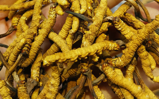 冬蟲夏草哪家牌子好？3大核心標準+優(yōu)質(zhì)品牌盤點