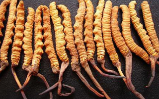 揭秘那曲冬蟲(chóng)夏草產(chǎn)地，雪域凈土孕育的滋補(bǔ)珍品