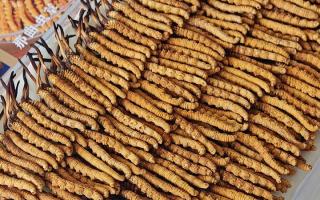 寶寶可以服用冬蟲(chóng)夏草嗎？權(quán)威指南，科學(xué)滋補(bǔ)不踩坑