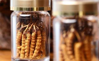 正宗冬蟲(chóng)夏草哪家便宜？——教你選對(duì)低價(jià)正品渠道