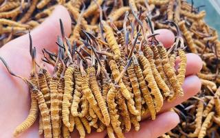 35元一根的冬蟲(chóng)夏草能買(mǎi)嗎？——揭秘低價(jià)蟲(chóng)草真相