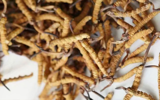 養(yǎng)生滋補(bǔ)冬蟲(chóng)夏草哪里買(mǎi)？西藏那曲蟲(chóng)草網(wǎng)教你選對(duì)渠道，買(mǎi)正買(mǎi)值