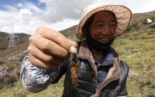 西藏哪個(gè)地區(qū)冬蟲(chóng)夏草好？那曲蟲(chóng)草穩(wěn)居品質(zhì)之巔