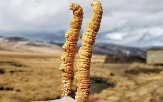 西寧冬蟲(chóng)夏草市場(chǎng)在哪？那曲行業(yè)平臺(tái)詳解核心交易市場(chǎng)