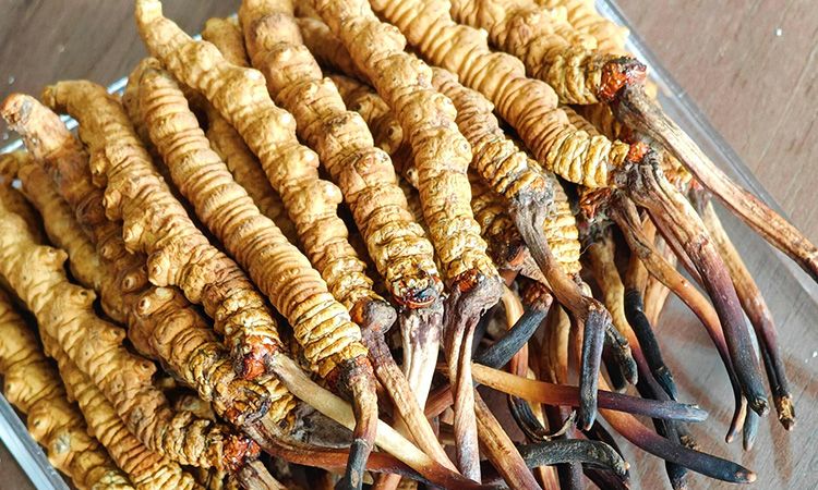 西藏那曲蟲(chóng)草行業(yè)網(wǎng)教你分辨冬蟲(chóng)夏草真假