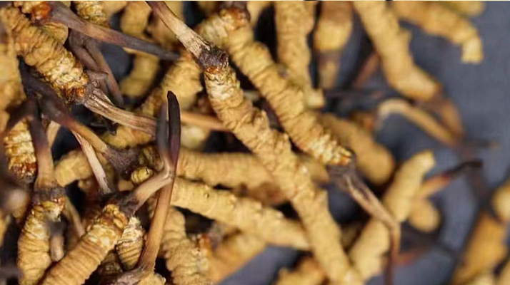 冬蟲夏草可采條件