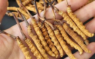 正宗冬蟲夏草怎么選購(gòu)？那曲蟲草行業(yè)網(wǎng)站教你避坑指南