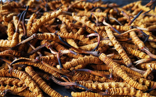 怎么知道冬蟲(chóng)夏草過(guò)期了？那曲蟲(chóng)草行業(yè)網(wǎng)站教你精準(zhǔn)判斷